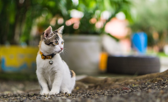 飼い猫が夢にでてくるイメージ